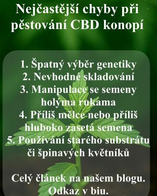 🌱 Pěstování CBD ko🍀opí má svá úskalí. Vyhněte se nejčastějším chybám a dopřejte rostlinám ten nejlepší start. 👉 Celý...