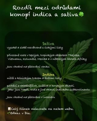 ✨ Indica vs. Sativa – víš, čím se liší? Objev rozdíly a zjisti, která odrůda je pro tebe ta pravá 👉 odkaz v biu. ✌️